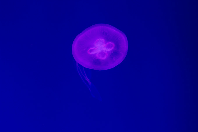 夏令營第二季，新華學(xué)子一起遨游海洋王國