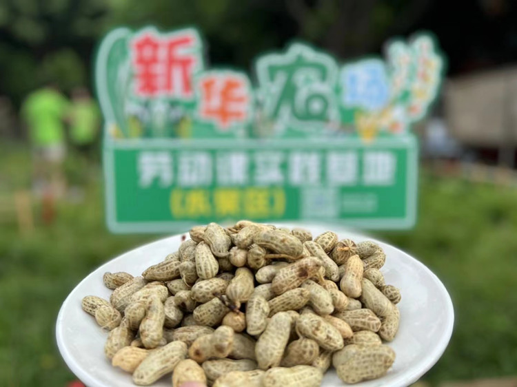 豐收季來襲！新華農(nóng)場(chǎng)喜迎豐收季~